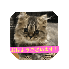 [LINEスタンプ] 堀内さん家のにゃんず