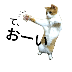 [LINEスタンプ] 中嶋さんちのねこ