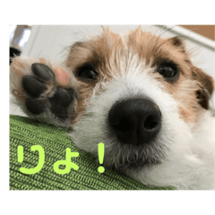 [LINEスタンプ] ジャックラッセルテリアのUP！！
