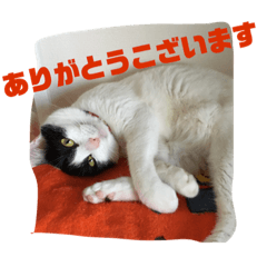 [LINEスタンプ] きな子.No,1
