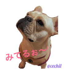 [LINEスタンプ] セチルたん
