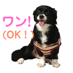 [LINEスタンプ] コタローくん・あおちゃん・のりちゃん