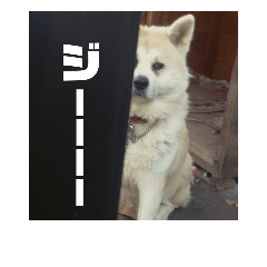 [LINEスタンプ] 秋田犬くまのスタンプ