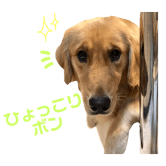 [LINEスタンプ] ゴールデンのボンボン  1