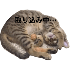 [LINEスタンプ] チョモ 2
