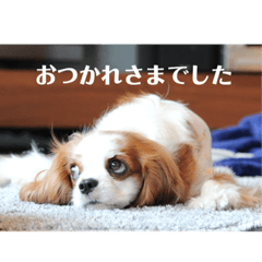 [LINEスタンプ] レオンとこむぎ③