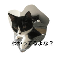 [LINEスタンプ] 猫 あおあんず 関西