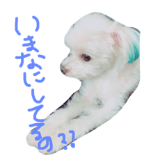 [LINEスタンプ] 愛犬ズ2