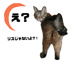 [LINEスタンプ] うちのシャバ