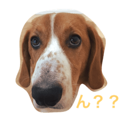 [LINEスタンプ] 雑種犬の三郎太。