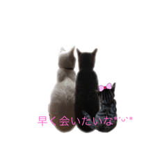 [LINEスタンプ] 愛猫さんの日常会話