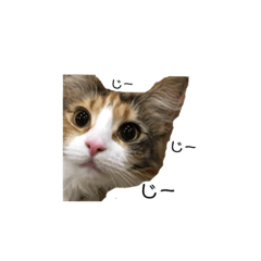 [LINEスタンプ] メインクーンスタンプ 2