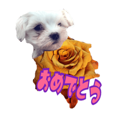 [LINEスタンプ] 可愛い子犬スタンプ