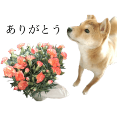 [LINEスタンプ] 豆柴まめすけ2