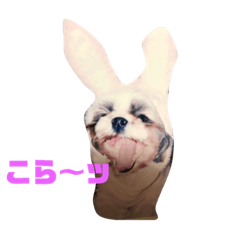 [LINEスタンプ] シーズ犬のくるみちゃん