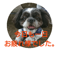 [LINEスタンプ] シーズー☆レン♂