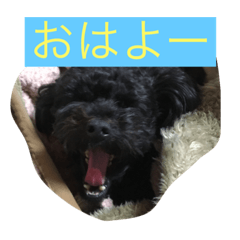 [LINEスタンプ] ここ5050