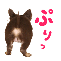 [LINEスタンプ] チワワのモモ×シェリ×マロン