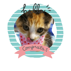 [LINEスタンプ] Ponkam