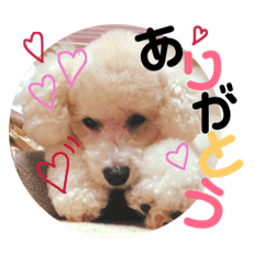 [LINEスタンプ] 毎日くうちゃん
