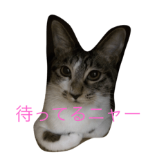 [LINEスタンプ] ルナとクロエの猫スタンプ