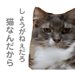 [LINEスタンプ] ぷりちーにゃんこ。