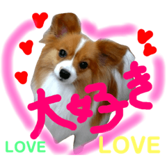 [LINEスタンプ] 毎日使えるスタンプ♡可愛い愛犬♡パピヨン