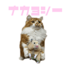 [LINEスタンプ] ひのきとしらかば5