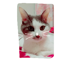 [LINEスタンプ] わが家のサンたん