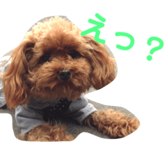 [LINEスタンプ] あんこちゃんの気持ち