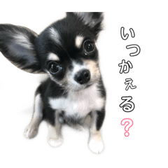 [LINEスタンプ] おーじぃ