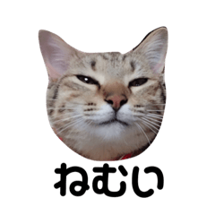 [LINEスタンプ] 愛猫スタンプ(きなことらーちゃん)