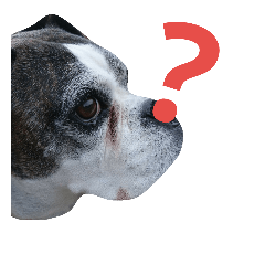 [LINEスタンプ] まめって、ボクサー犬の女の子