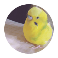 [LINEスタンプ] よしこのなかまたち1.5
