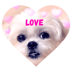 [LINEスタンプ] 愛犬マルシーズーのまとん君