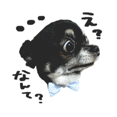 [LINEスタンプ] チワワのハルちゃん。