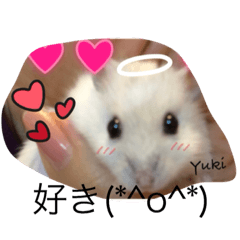 [LINEスタンプ] 赤ちゃんハムスターのユキと猫のキリ