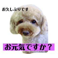 [LINEスタンプ] 自由が丘 ちゃちゃまる スタンプ