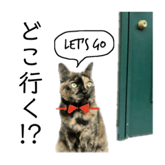 [LINEスタンプ] S家の猫達