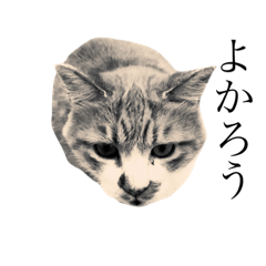 [LINEスタンプ] 齊藤家の猫会話2