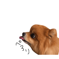 [LINEスタンプ] ポメラニアン ぽん吉