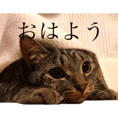 [LINEスタンプ] 猫のスタンプ（きのこ）
