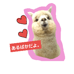 [LINEスタンプ] 実写アルパカ