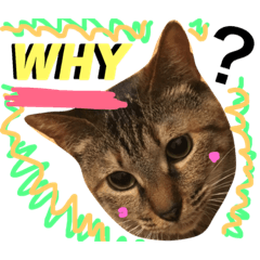 [LINEスタンプ] 猫人生