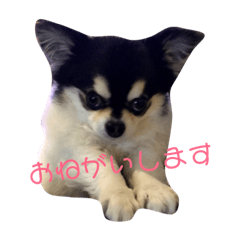 [LINEスタンプ] 伊藤ジュンです！