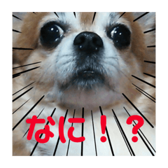 [LINEスタンプ] チャッピーとノンの日常生活