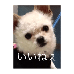 [LINEスタンプ] 犬のpapaくん