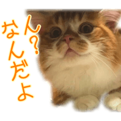 [LINEスタンプ] ひのきとしらかば(修正版)