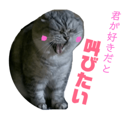[LINEスタンプ] スコティッシュのぺぺ