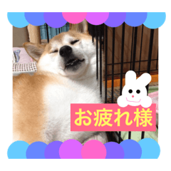 [LINEスタンプ] そら こと ゆめ ペットフォト！